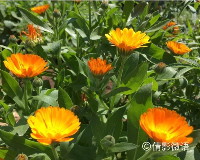 倩影留痕｜承德·丰宁坝上草原游记