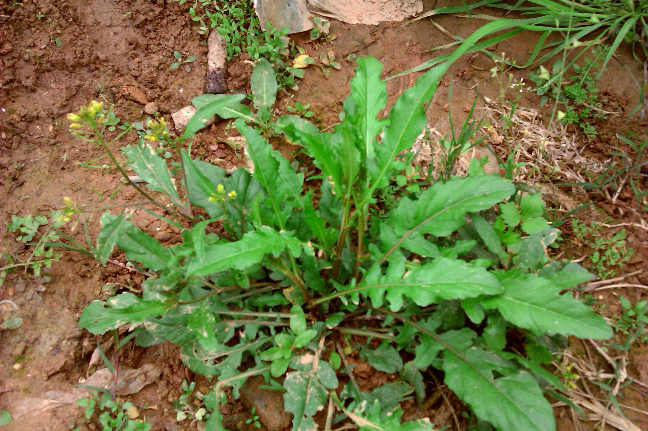 农村常见的中草药功效解说,常见中草药的功效与作用