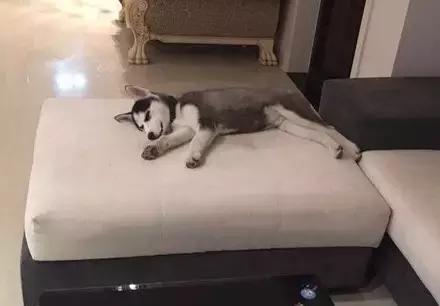 网购时商家送了个小面膜,没想这么小,给猫试了下,结果……