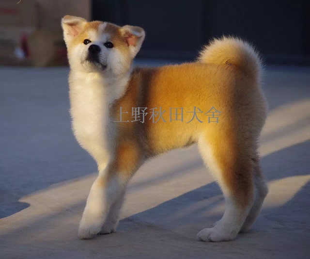 老婆不让养狗养些啥好,老婆不让养鸟