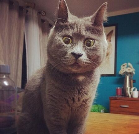 一只全方位无死角美颜的喵,和一只360度无死角的丑猫,对比伤害有多大——简直没眼看了