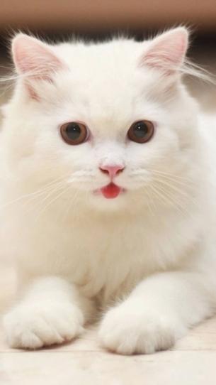 治疗失眠抑郁真正有效的药,失眠头疼等症状该怎么治