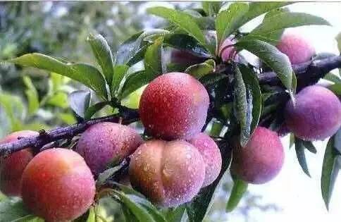 不是天生黑的被晒黑的怎么变白,不是天生黄皮怎样美白