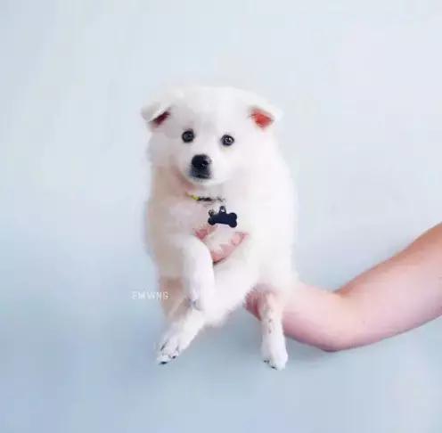 养了一只柯基,养了一只柯基和博美