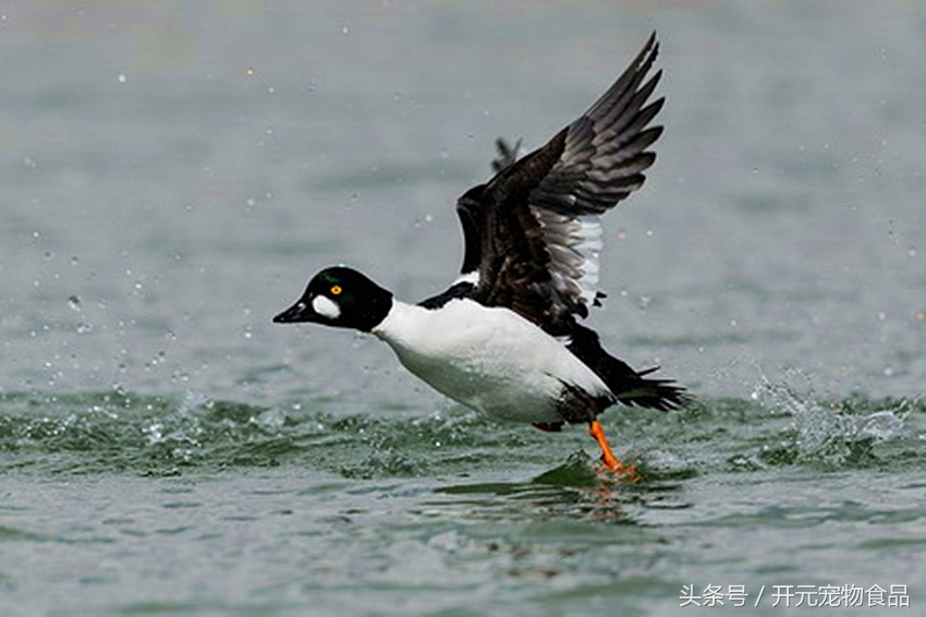 请不要在叫我喜鹊，我是四喜鸟
