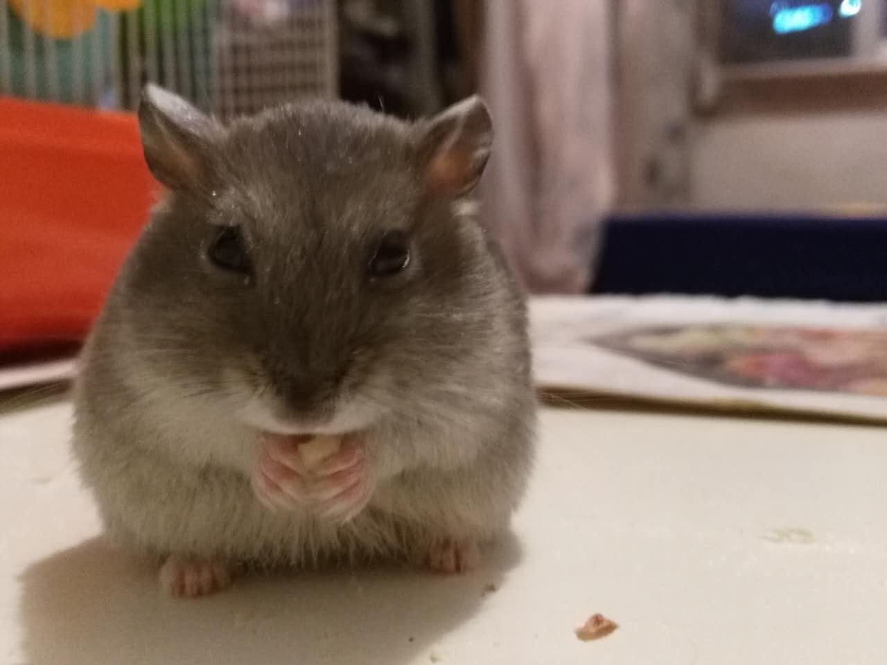 养仓鼠人生感悟,养小仓鼠的体会有哪些