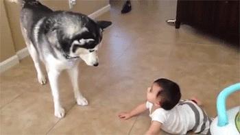 为什么可以养大狗不能养大猫,如何养好一只大狗