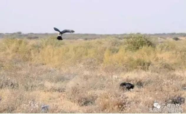 蜜獾敢不敢和老虎单挑,蜜獾为什么敢挑战比它大的动物