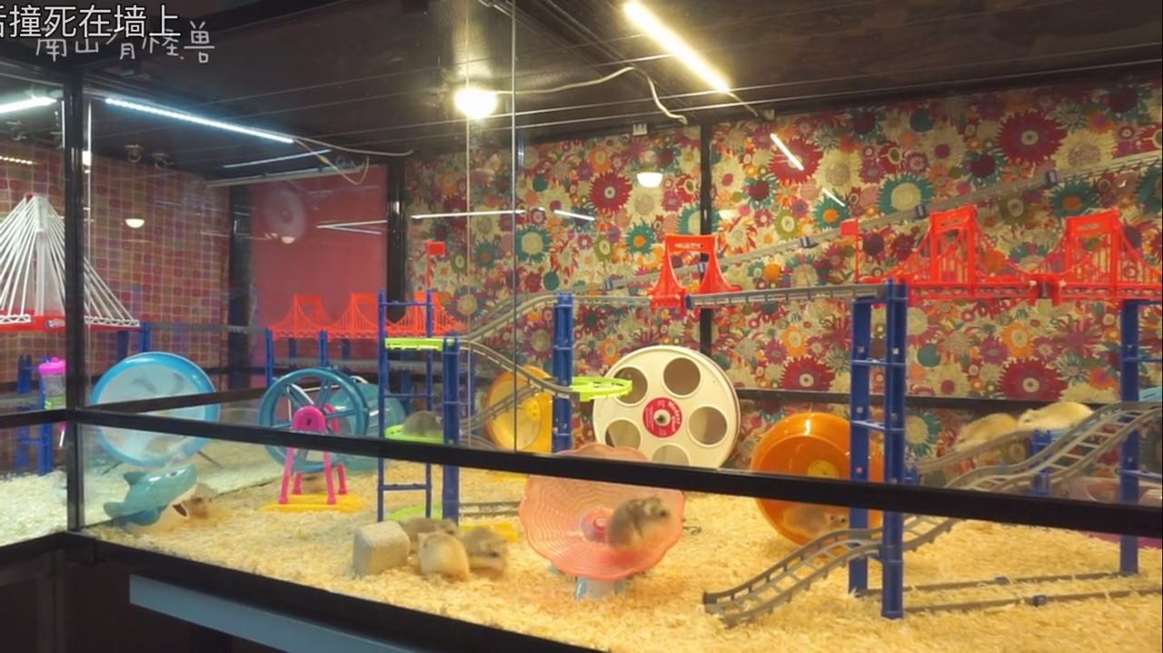 惊喜日三：跟着养仓鼠大神-南山有怪兽，来一起看看高清镜头下仓鼠的小世界是什么样的~