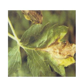 阴天多雨,别让它毁了你辛苦种植的西红柿