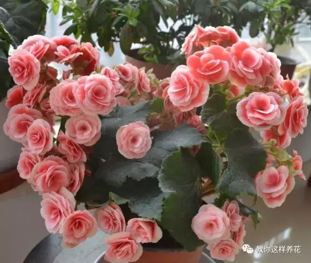 海棠到冬天叶片都掉光了,海棠到夏天就落叶