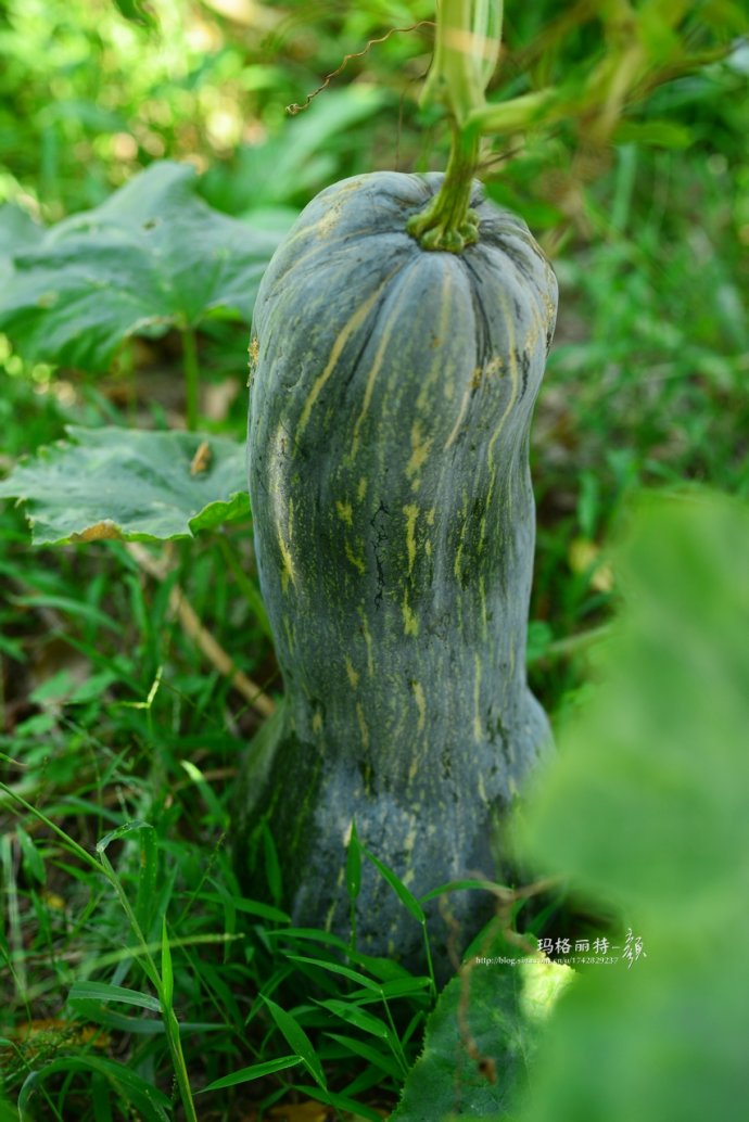 植物美图笔记~各种瓜（葫芦科植物）