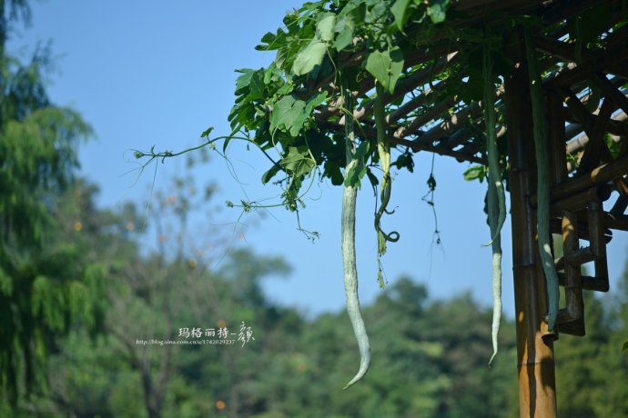 植物美图笔记~各种瓜（葫芦科植物）