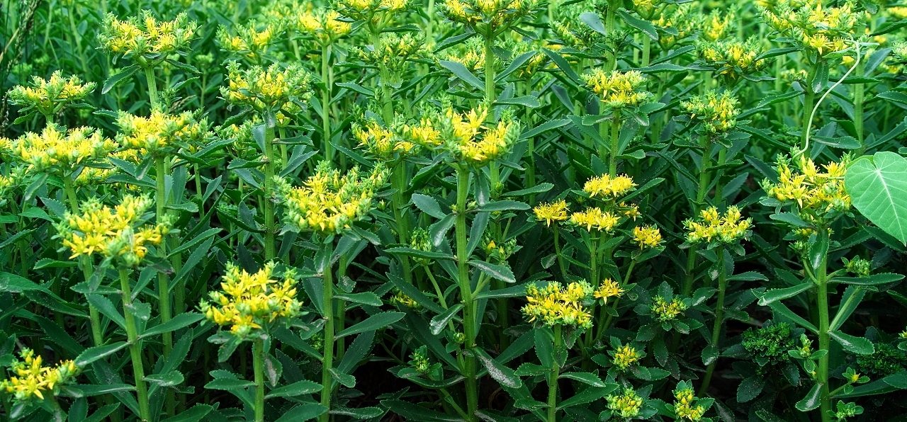 景天三七盆栽如何繁殖,景天三七养殖方法和注意事项