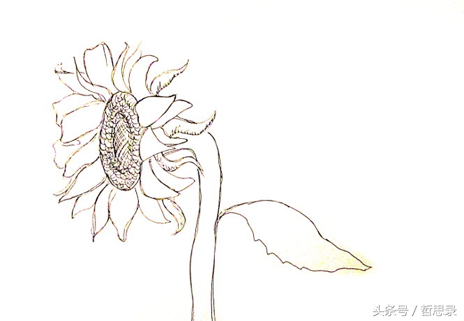 初学者画向日葵的详细教程,向日葵绘画教程简单易学