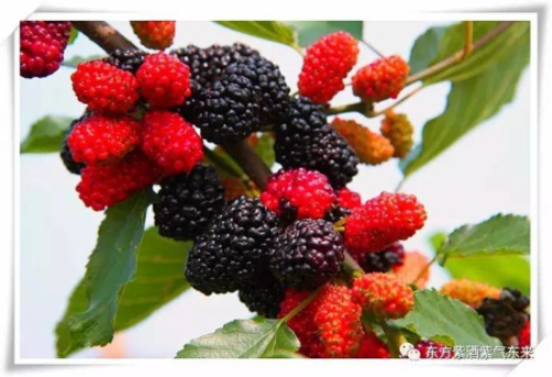 东方紫：醉美紫色·让我们相约！