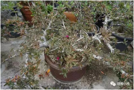 泰国多肉展会,仙人掌与多肉植物新品集粹