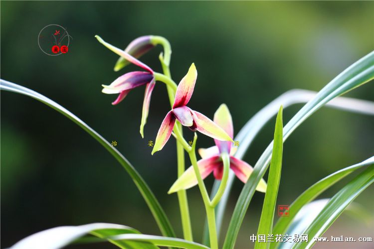 精美四季兰赤诚峨眉晨光花开2017！请欣赏！