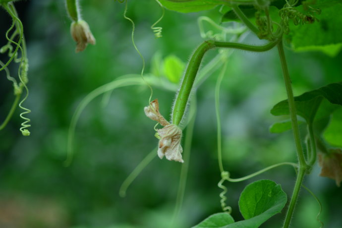 植物美图笔记~各种瓜（葫芦科植物）