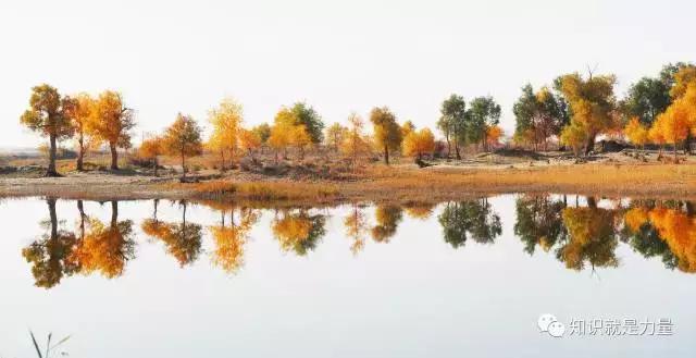 塔克拉玛干沙漠的植物有哪些,塔克拉玛干沙漠特殊的植物
