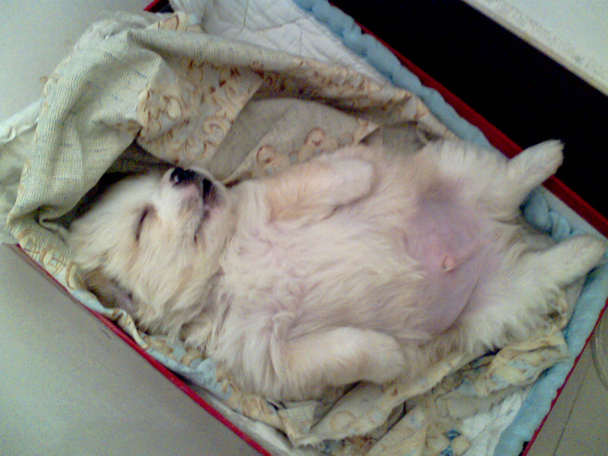 爱犬去世前祭拜视频,爱犬葬礼