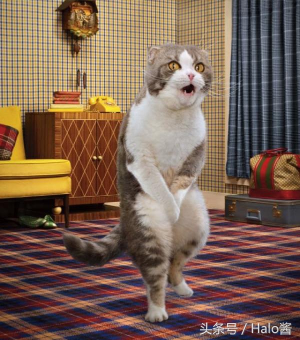 双层猫砂盆适合布偶猫,什么样的封闭式猫砂盆最好用