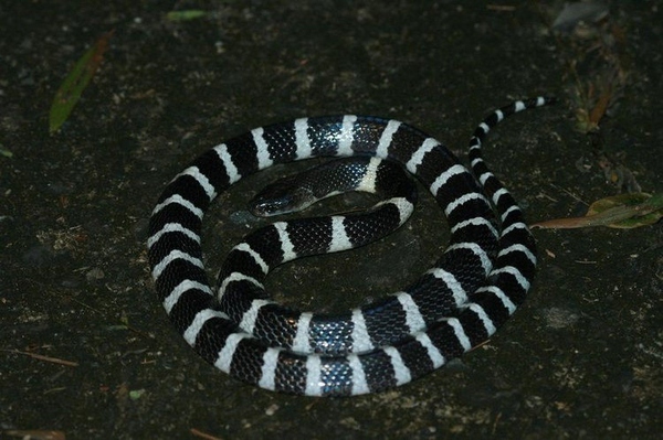 在山里被毒蛇咬了怎么处理,被毒蛇咬了最有效的自救方法