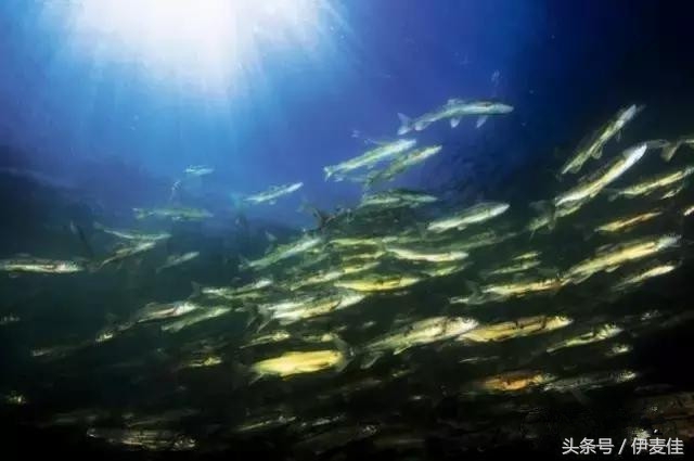 青海湟鱼科普介绍,湟鱼科普小知识