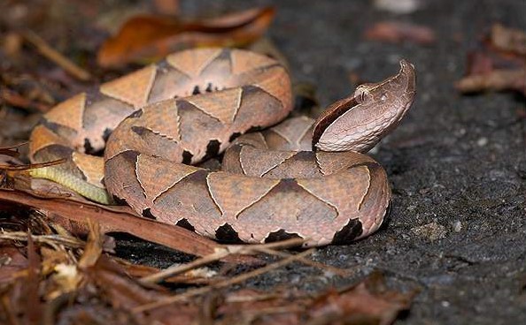 在山里被毒蛇咬了怎么处理,被毒蛇咬了最有效的自救方法