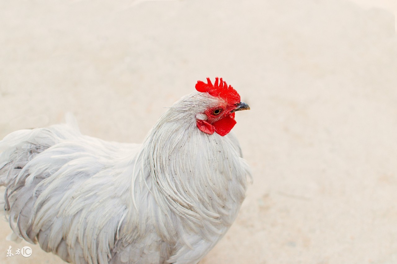 属鸡的人11月份的财运,属鸡的人1月份财运