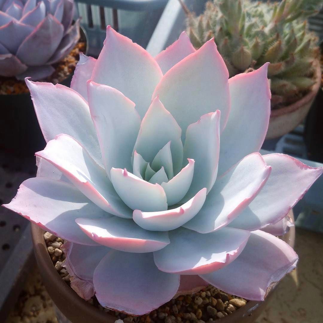 曾经很贵后面沦为普货的多肉,盘点贵到离谱的天价商品