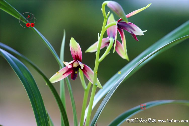 峨眉晨光四季兰品种,四季兰红舌精品欣赏