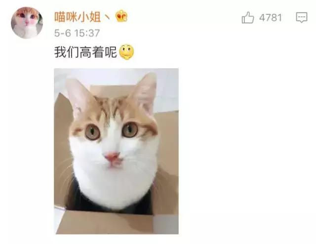 给流浪猫割双眼皮,成都流浪猫手术