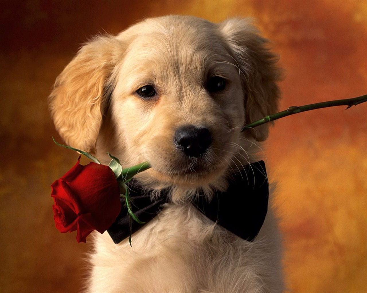 宠物夏天常见疾病,宠物夏天皮肤病