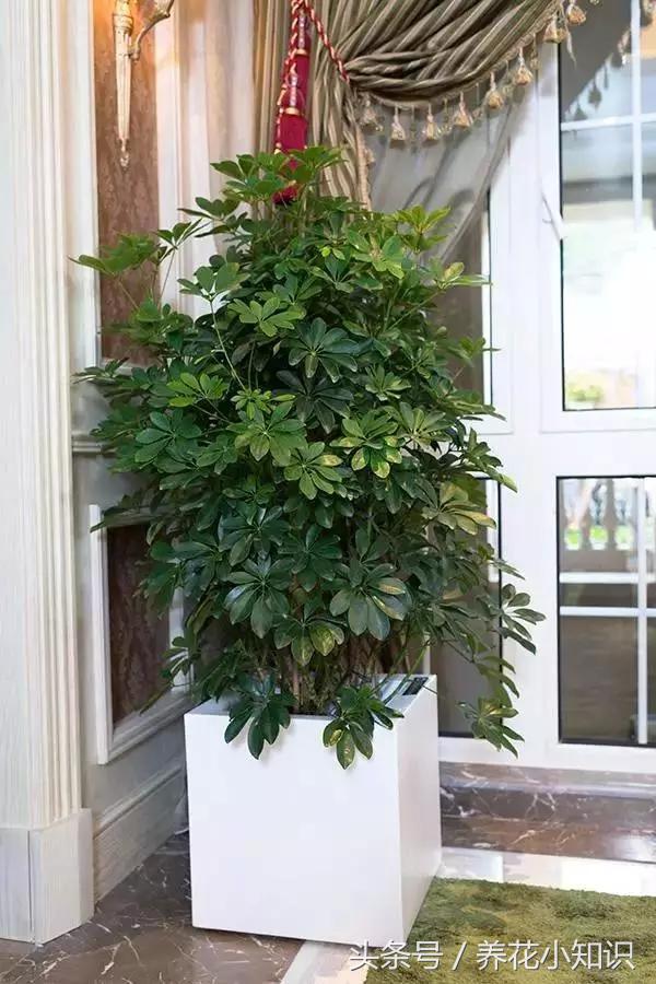 绿萝净化甲醛测评,绿萝吊兰去甲醛测评