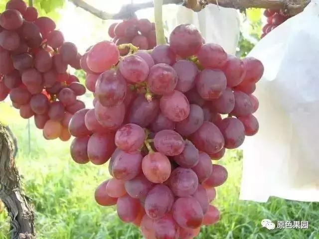 今年的葡萄没有去年甜,各品种不一样的葡萄