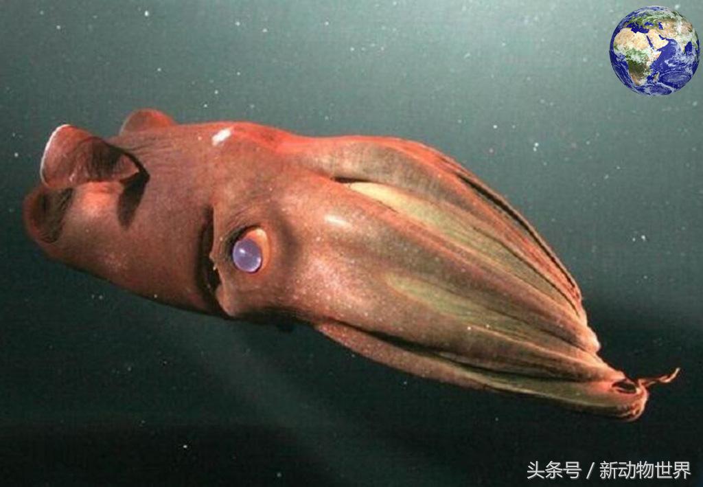 吸血鬼章鱼是吸血鬼乌贼吗,吸血鬼章鱼存在吗