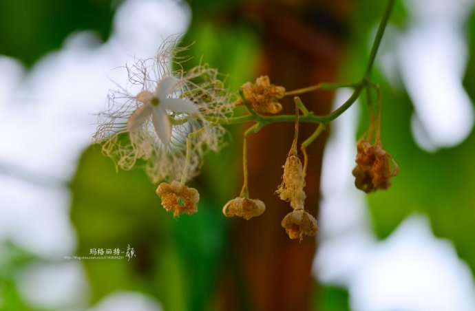 植物美图笔记~各种瓜（葫芦科植物）