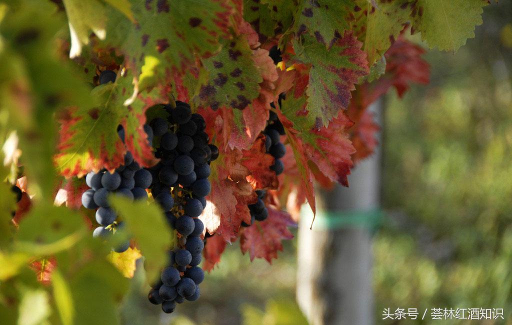 高质量意大利葡萄酒,意大利葡萄酒讲解视频