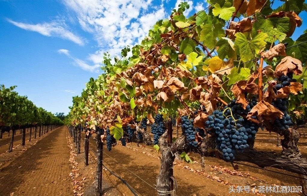 高质量意大利葡萄酒,意大利葡萄酒讲解视频