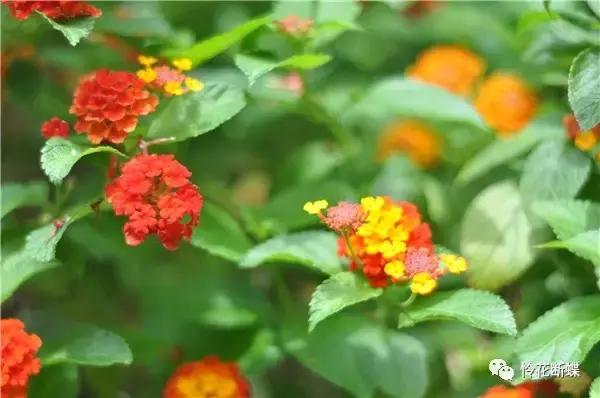 暑假如何玩转邮轮,暑假怎么玩儿