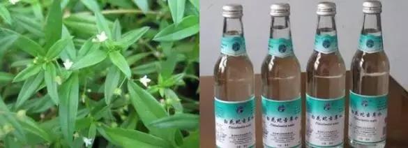 君若识草草为宝——话不尽这神奇的民间草药!