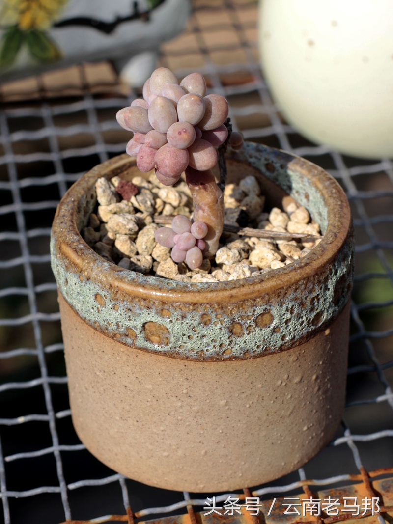 多肉怎么浇水最安全,多肉奇特养法图片