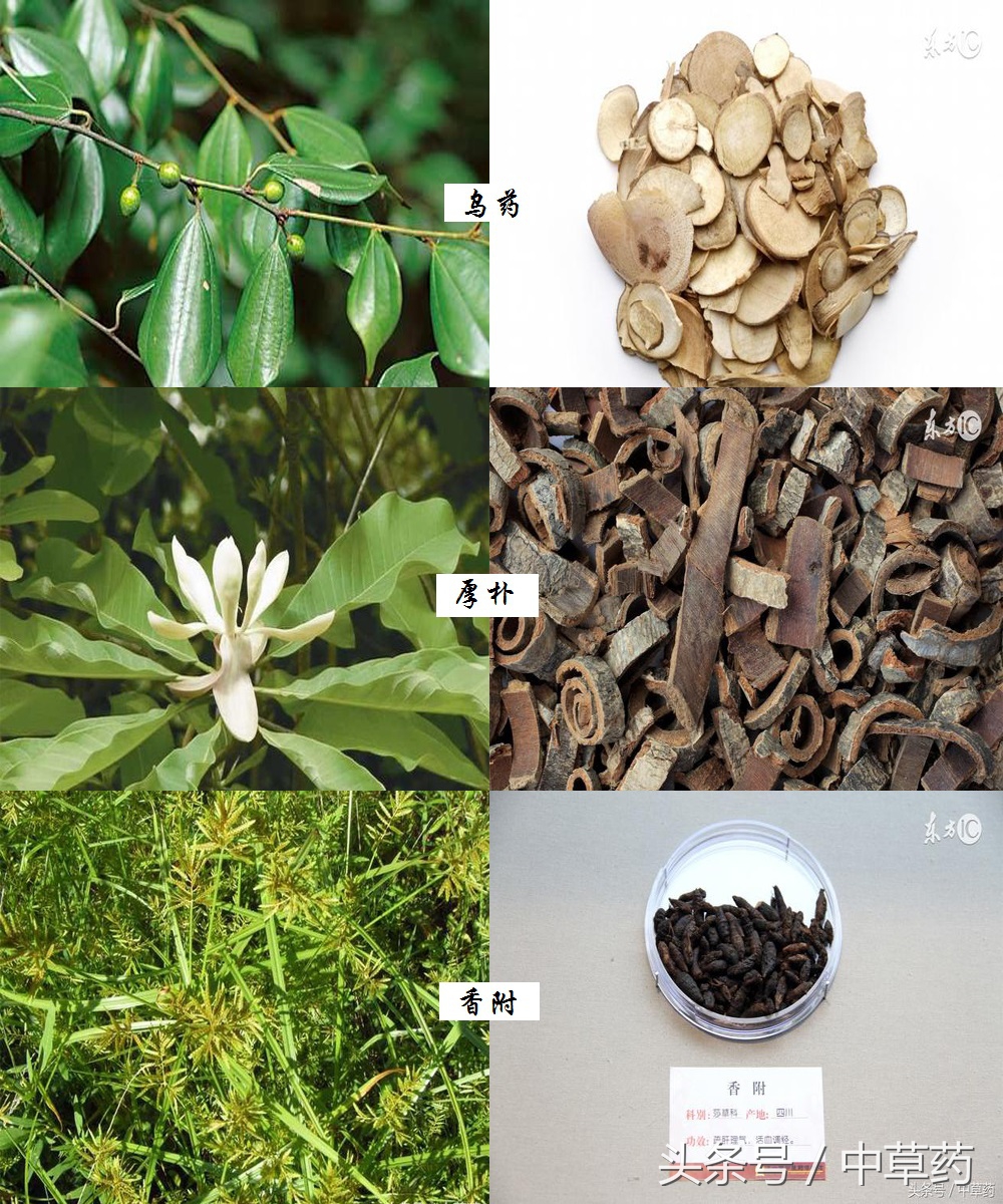 药性歌括四百味讲解视频,药性歌括四百味2