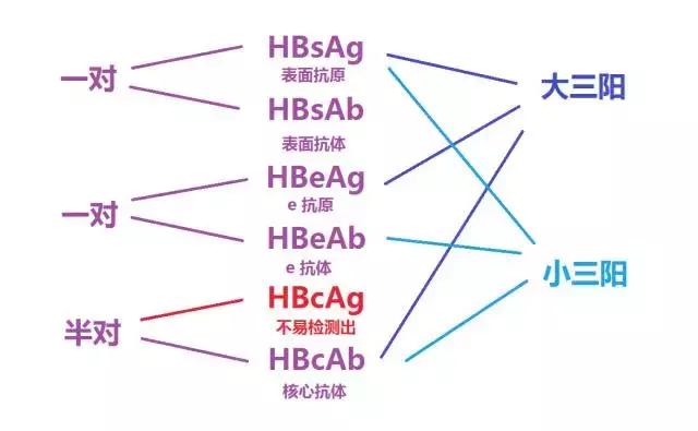 女朋友是乙肝病毒携带者,女朋友是乙肝患者我怎么办