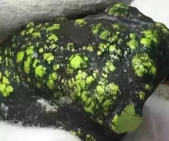 湖北松菌最多的地方,湖北松是什么意思