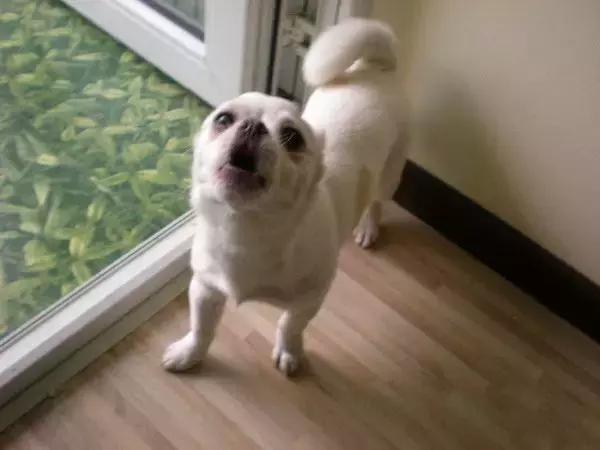 为什么原来喜欢狗现在不喜欢了,为什么那么多人不喜欢狗