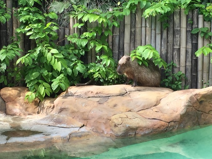 珠海长隆海洋王国游记作文,珠海长隆海洋王国一日游攻略