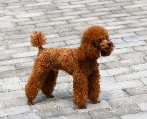 世界名犬排名前十名哪种最易训,十种名犬图及特色介绍