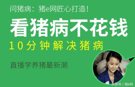 猪湿疹的最佳防治方法,猪湿疹用什么药好得最快最有效